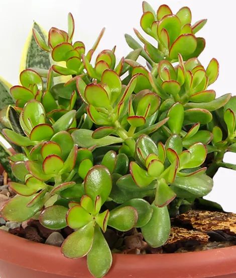 warneckii dracaena Dracaena 'Warneckii' 4