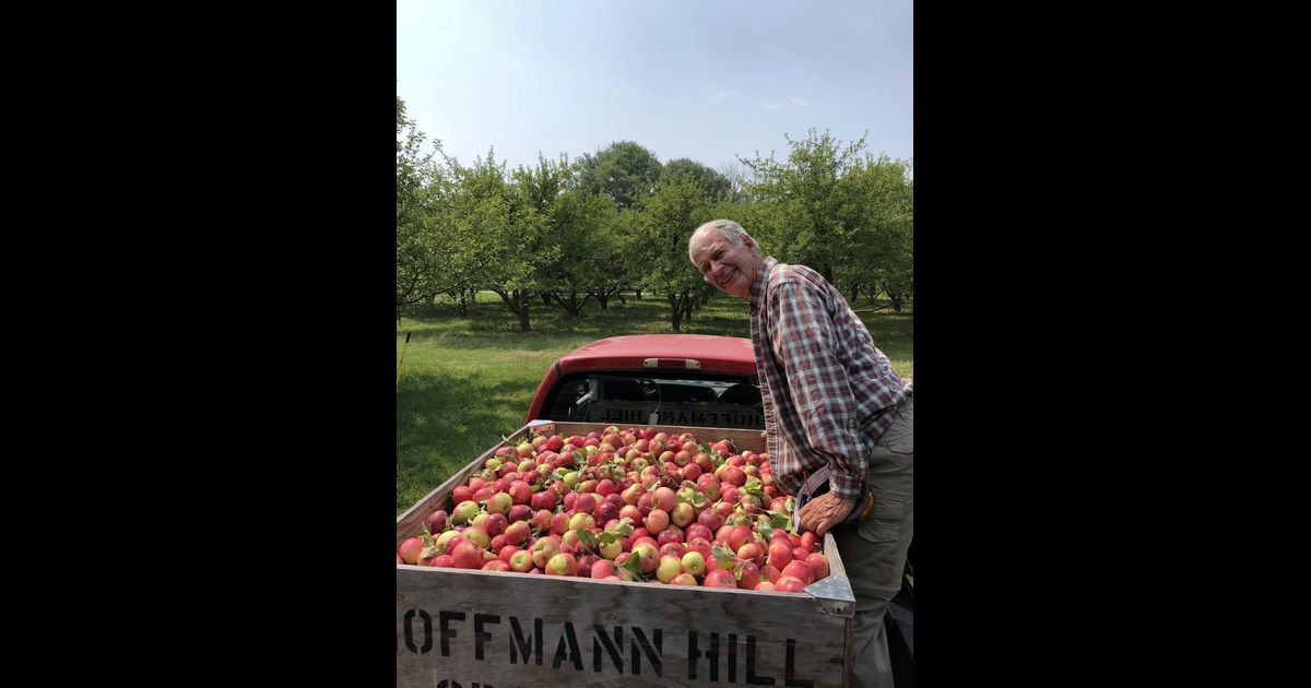 Macintosh Apple (Malus 'Macintosh') in Billings, Montana (MT) at