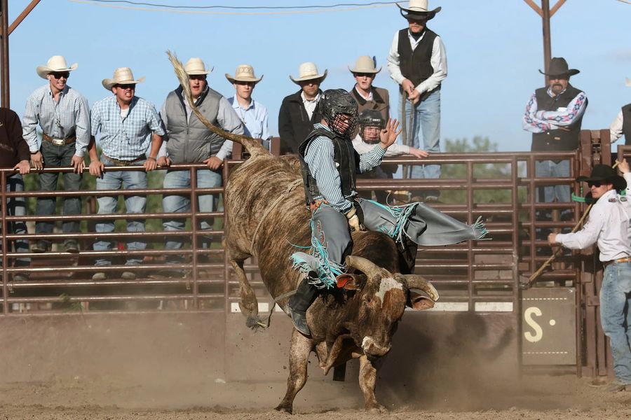 The World Famous Bucking Horse Sale