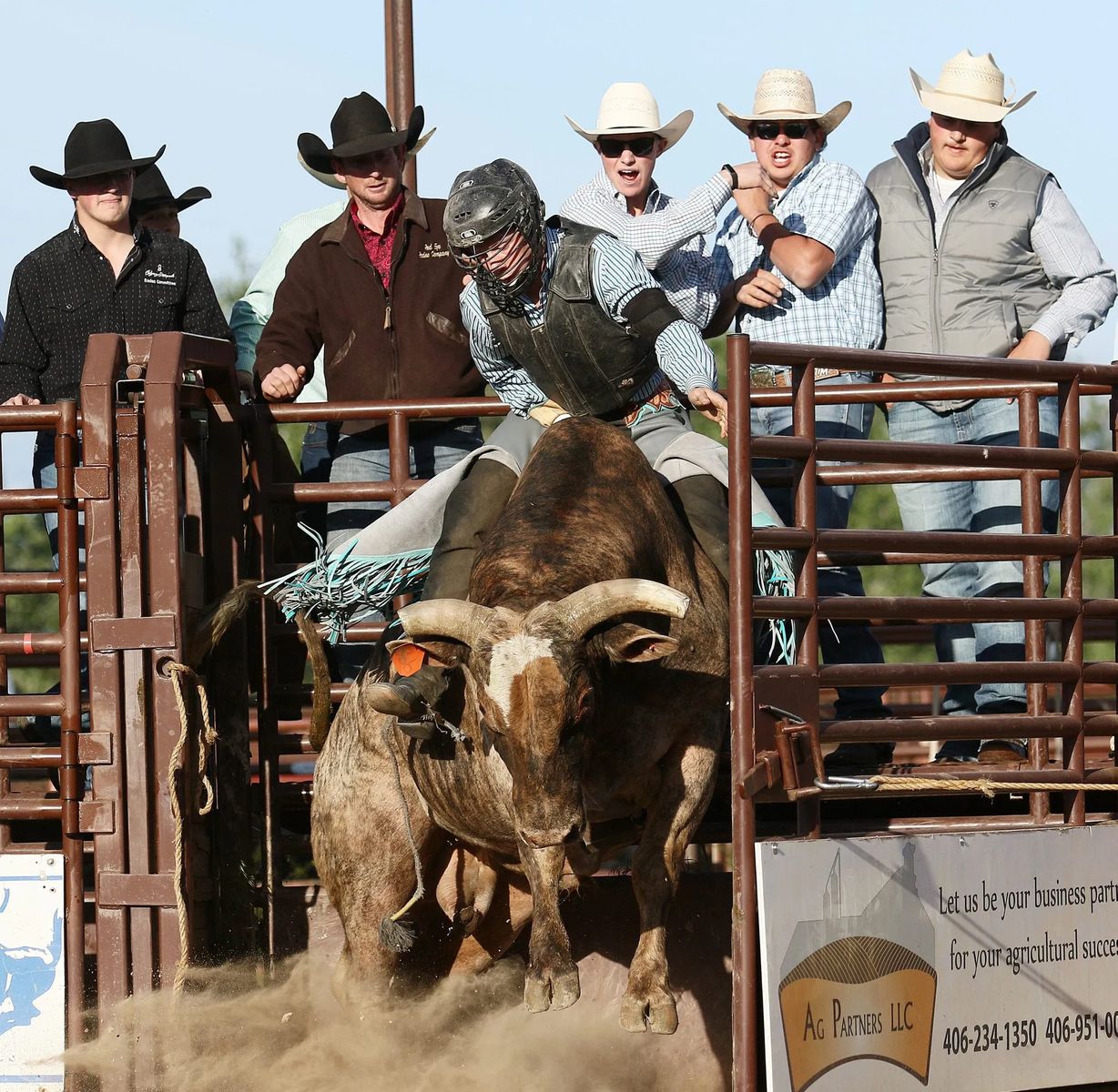 The World Famous Bucking Horse Sale