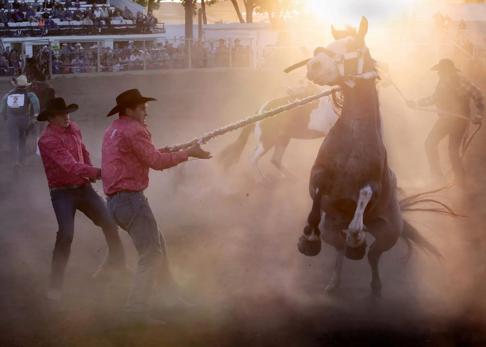 The World Famous Bucking Horse Sale