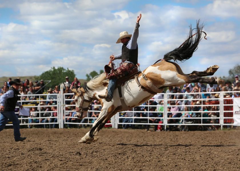 Horses bred in the wild are rodeo naturals, Lifestyles