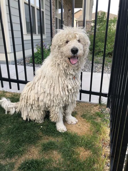 Komondor shops dog puppy