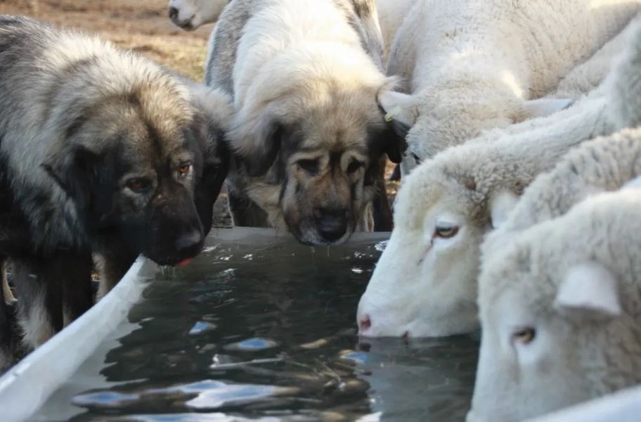 the-rise-of-livestock-guardian-dogs